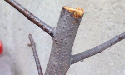 榆叶梅用什么嫁接