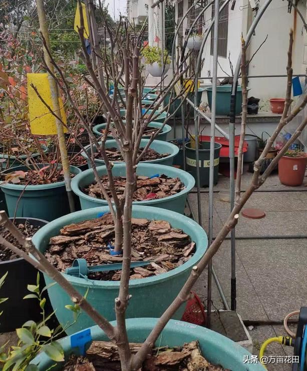 无花果通过截断重新塑形来提高产量的想法和试验