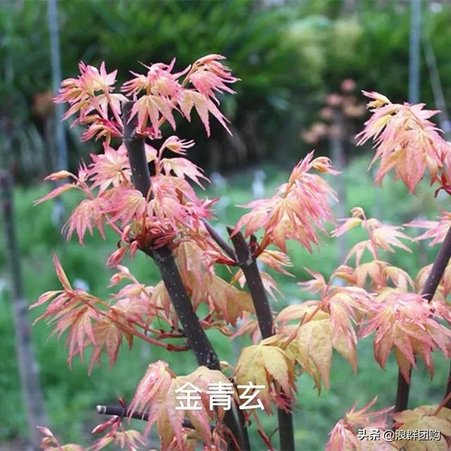 网红庭院花园必备的38种枫树和4种紫藤