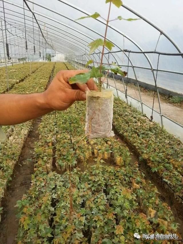 想提升扦插苗成活率，这些管理重点要知道，技术在手不求人