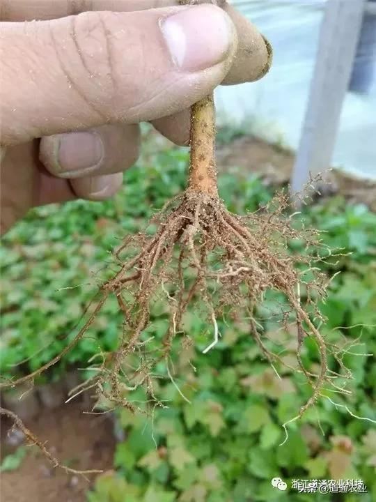 想提升扦插苗成活率，这些管理重点要知道，技术在手不求人