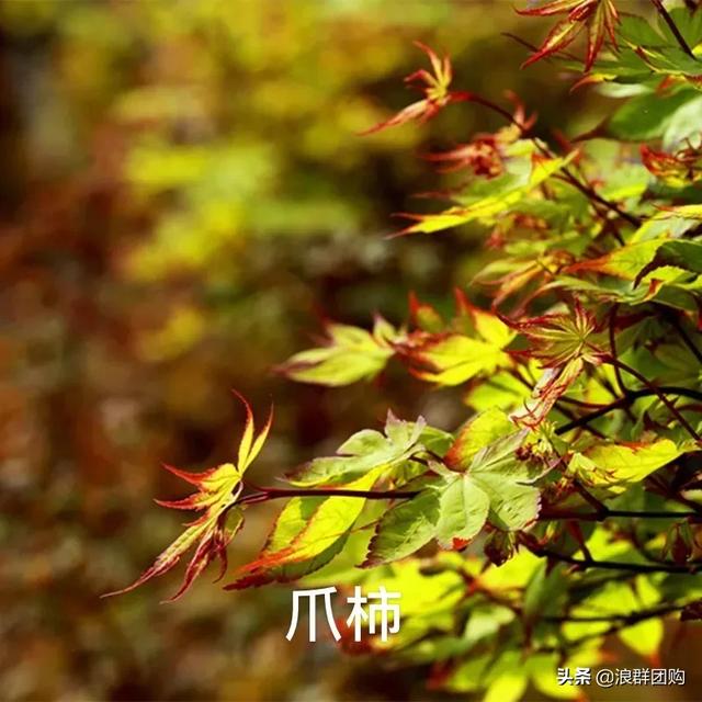 网红庭院花园必备的38种枫树和4种紫藤