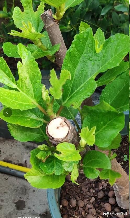无花果通过截断重新塑形来提高产量的想法和试验