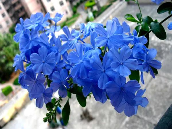 一面院墙，一个植物，一片花海~