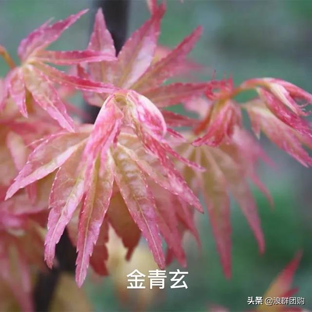 网红庭院花园必备的38种枫树和4种紫藤