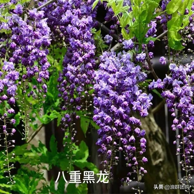 网红庭院花园必备的38种枫树和4种紫藤