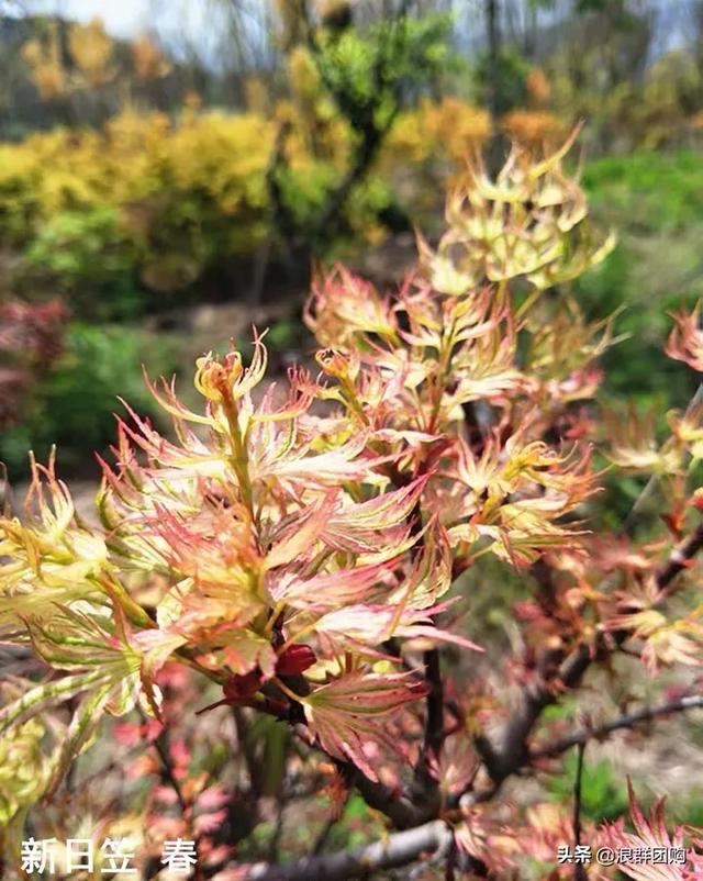 网红庭院花园必备的38种枫树和4种紫藤