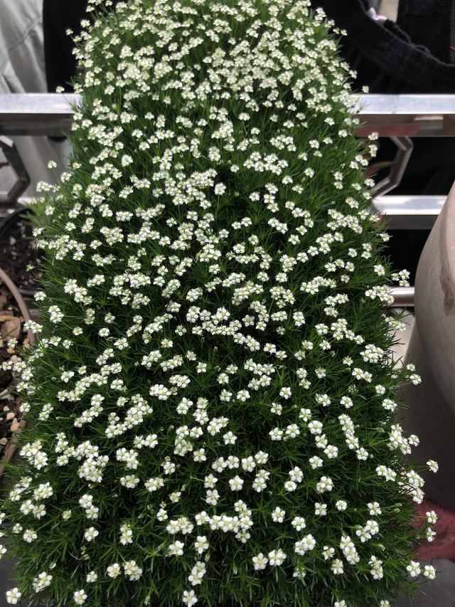 你的花园或花盆老长杂草？很头疼！试试这三款人气“开花草坪”
