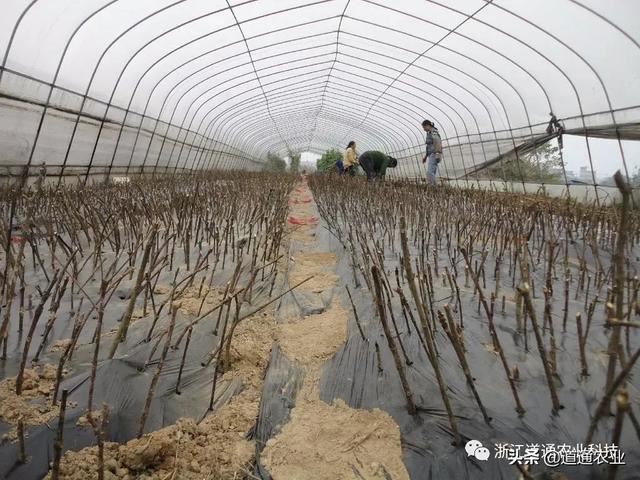 想提升扦插苗成活率，这些管理重点要知道，技术在手不求人