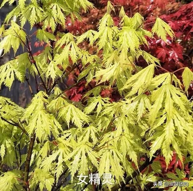 网红庭院花园必备的38种枫树和4种紫藤