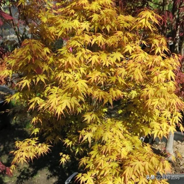 网红庭院花园必备的38种枫树和4种紫藤