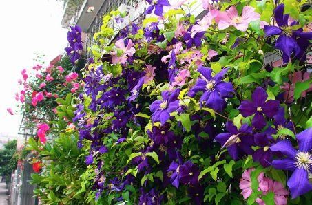 一面院墙，一个植物，一片花海~