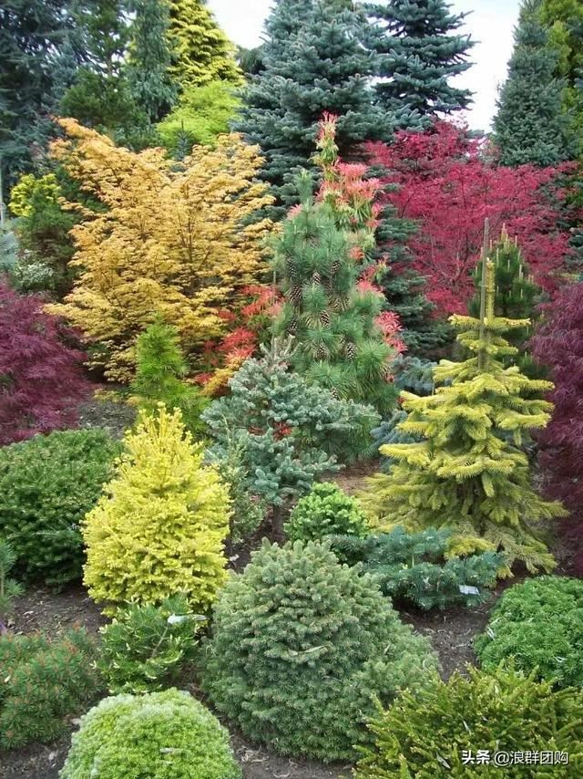 网红庭院花园必备的38种枫树和4种紫藤