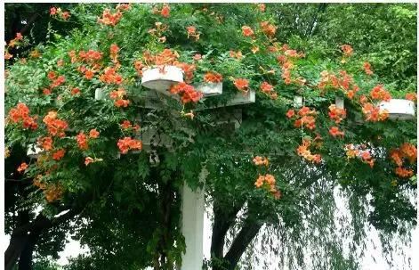 一面院墙，一个植物，一片花海~