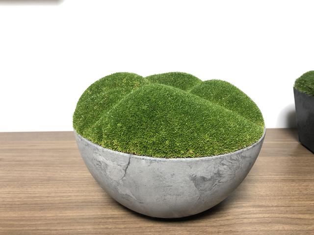 你的花园或花盆老长杂草？很头疼！试试这三款人气“开花草坪”