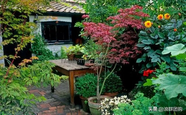 网红庭院花园必备的38种枫树和4种紫藤