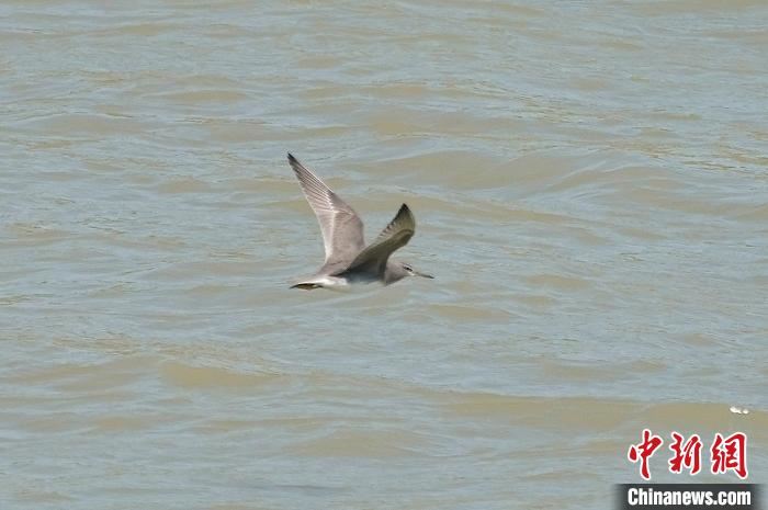 武汉去年鸟类家族新增8位成员　今年疫情对鸟类监测影响不大