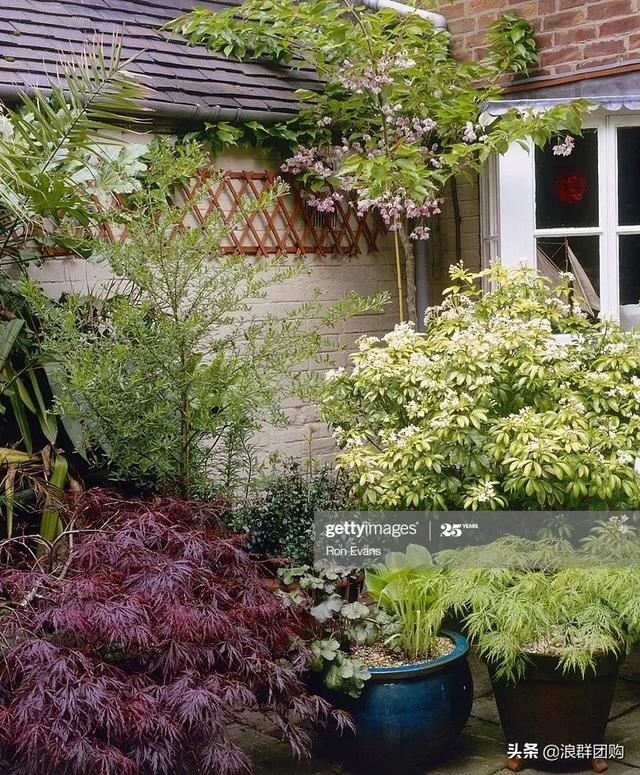 网红庭院花园必备的38种枫树和4种紫藤