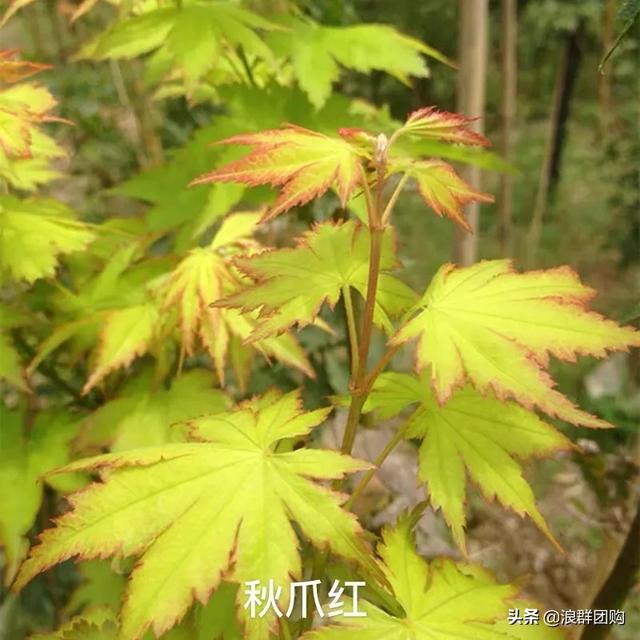 网红庭院花园必备的38种枫树和4种紫藤