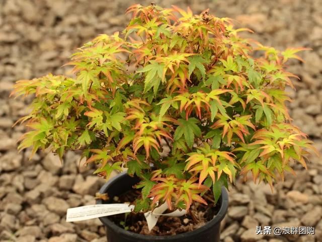 网红庭院花园必备的38种枫树和4种紫藤