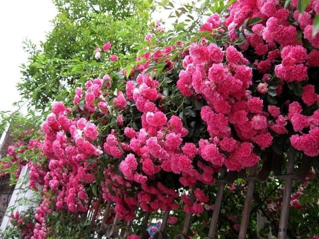 一面院墙，一个植物，一片花海~