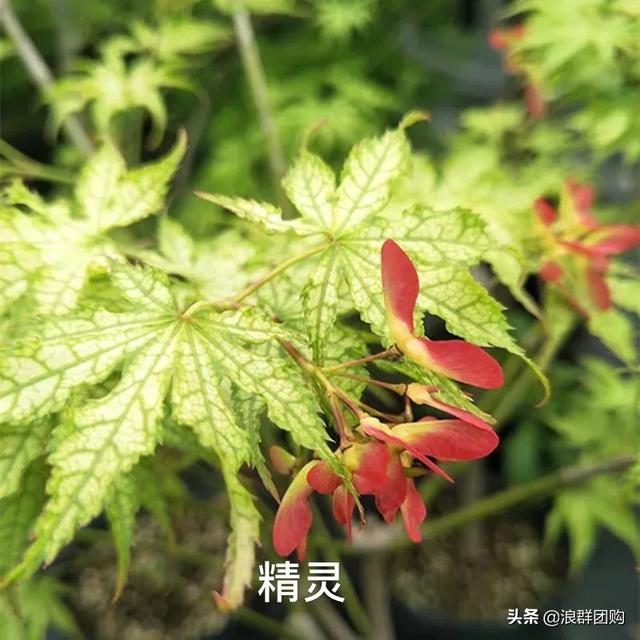网红庭院花园必备的38种枫树和4种紫藤