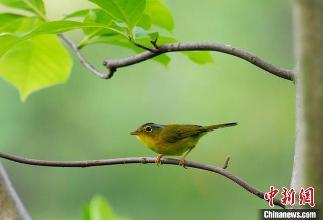 武汉去年鸟类家族新增8位成员　今年疫情对鸟类监测影响不大