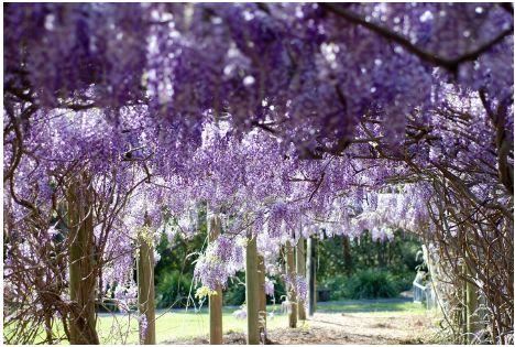 一面院墙，一个植物，一片花海~