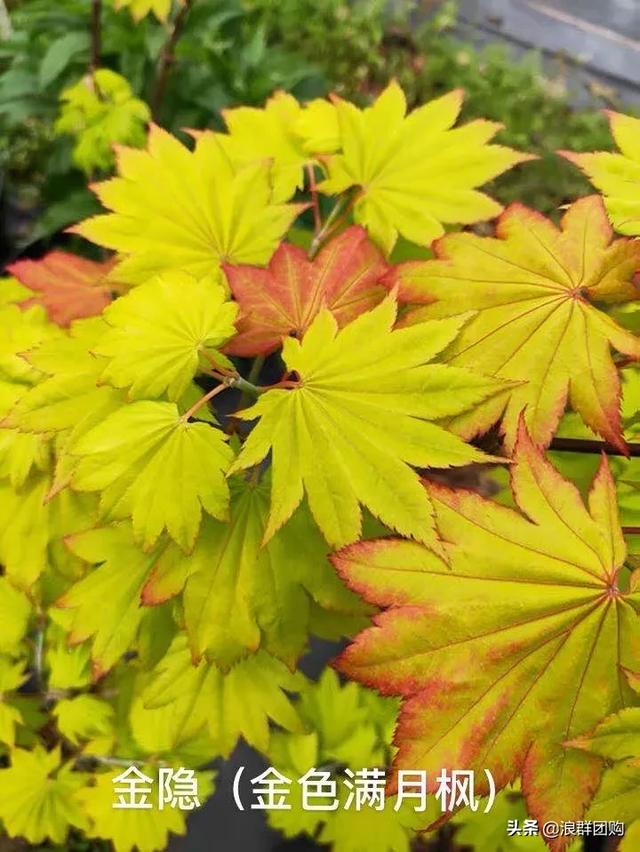 网红庭院花园必备的38种枫树和4种紫藤