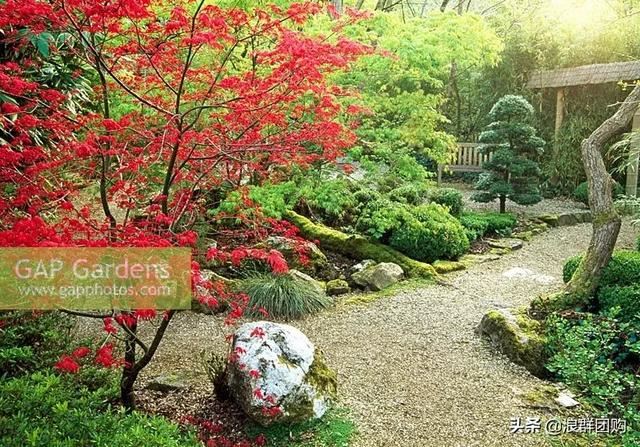 网红庭院花园必备的38种枫树和4种紫藤