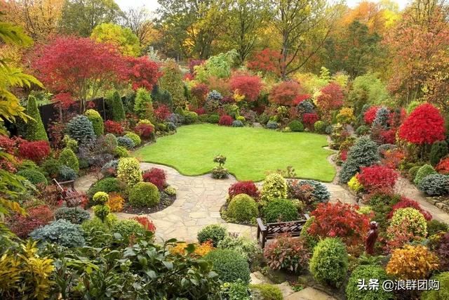 网红庭院花园必备的38种枫树和4种紫藤