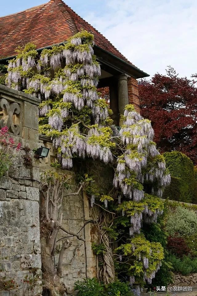 网红庭院花园必备的38种枫树和4种紫藤