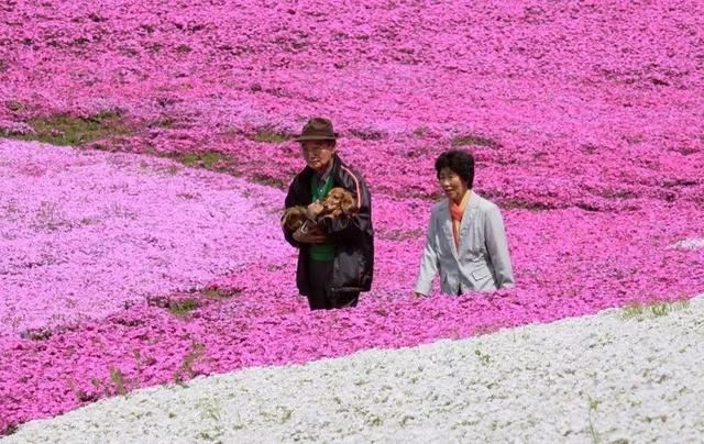 你的花园或花盆老长杂草？很头疼！试试这三款人气“开花草坪”