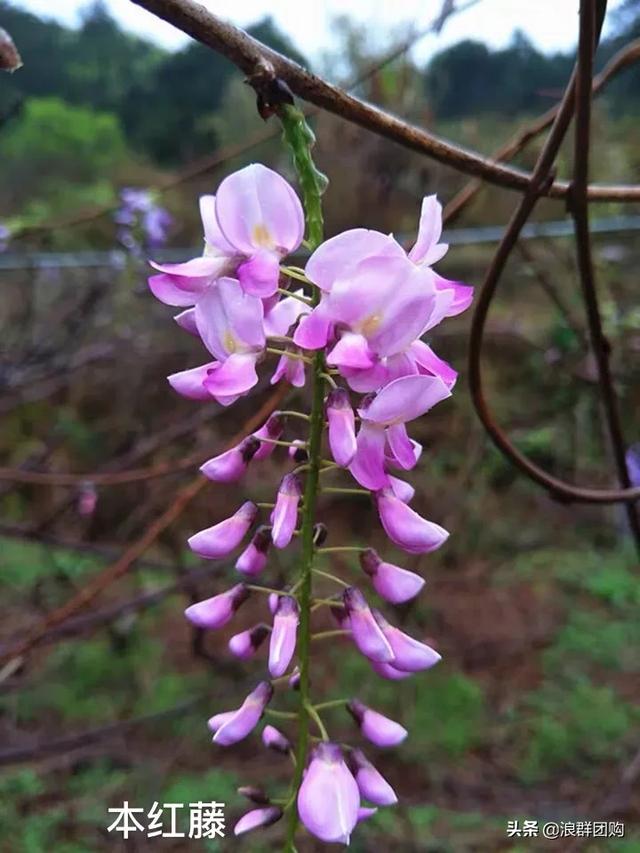 网红庭院花园必备的38种枫树和4种紫藤