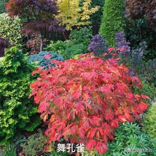 网红庭院花园必备的38种枫树和4种紫藤
