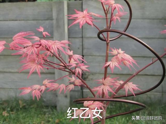 网红庭院花园必备的38种枫树和4种紫藤
