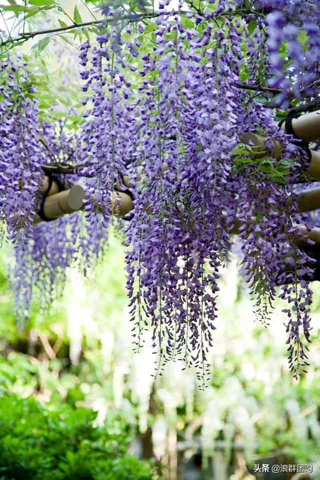 网红庭院花园必备的38种枫树和4种紫藤
