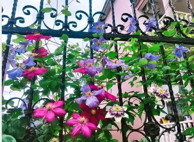 一面院墙，一个植物，一片花海~