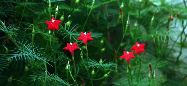 一面院墙，一个植物，一片花海~