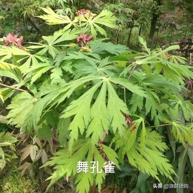 网红庭院花园必备的38种枫树和4种紫藤