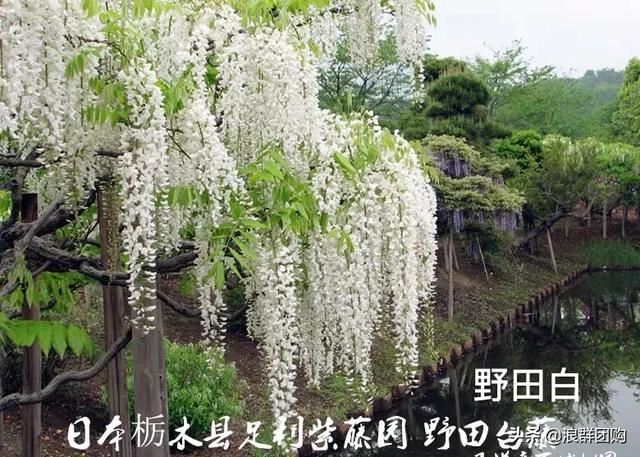 网红庭院花园必备的38种枫树和4种紫藤