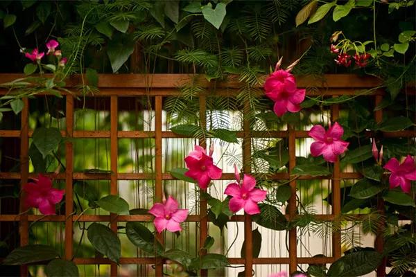 一面院墙，一个植物，一片花海~