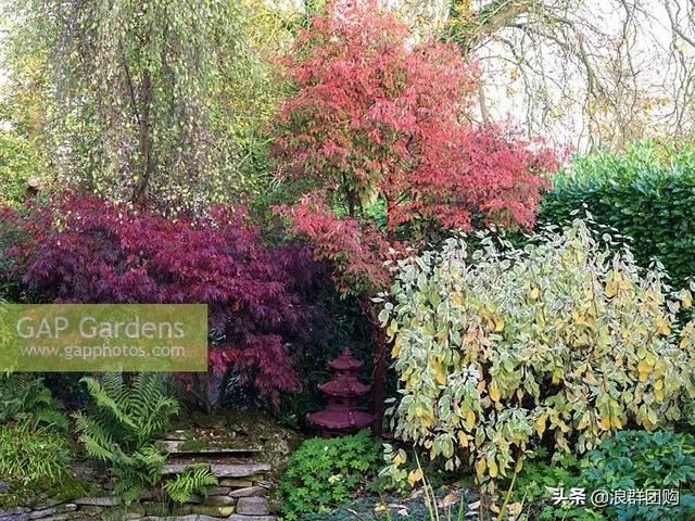 网红庭院花园必备的38种枫树和4种紫藤
