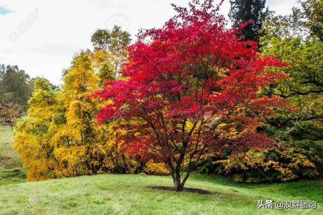 网红庭院花园必备的38种枫树和4种紫藤