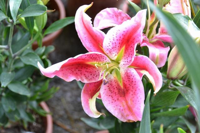 阳台养几株“百合花”，不知道攻略怎么开花，只长枝条不冒花苞