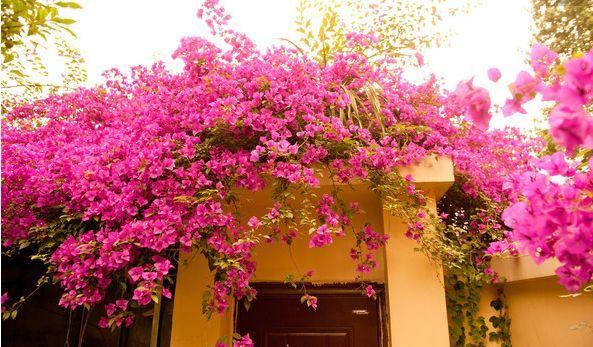 一面院墙，一个植物，一片花海~