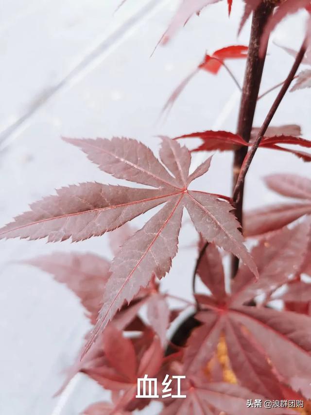 网红庭院花园必备的38种枫树和4种紫藤