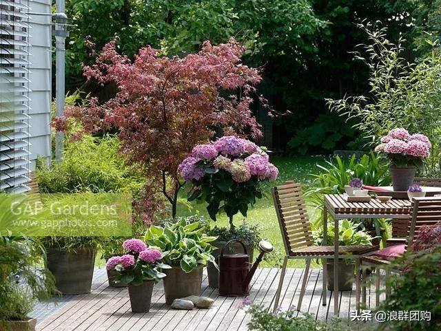 网红庭院花园必备的38种枫树和4种紫藤