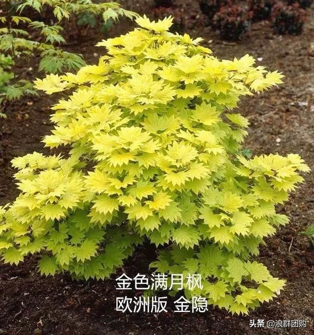 网红庭院花园必备的38种枫树和4种紫藤