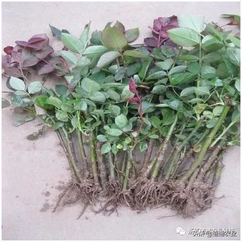想提升扦插苗成活率，这些管理重点要知道，技术在手不求人